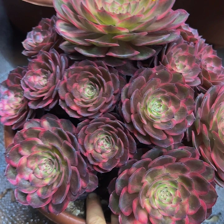 多肉植物法师红花郎0980