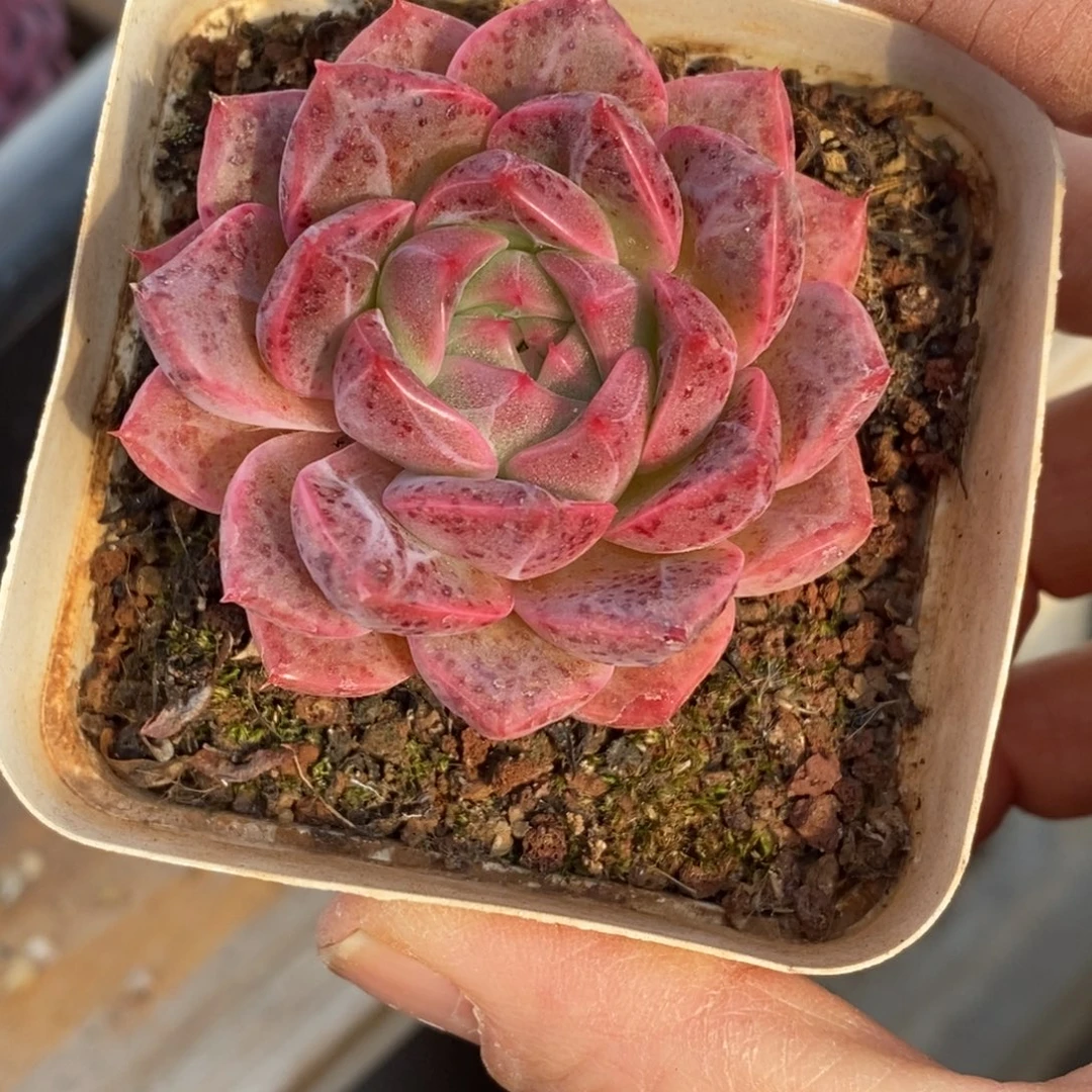 精品多肉一物一拍不包整6
