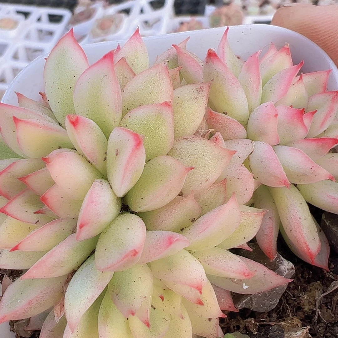 女雏锦19包邮多肉植物