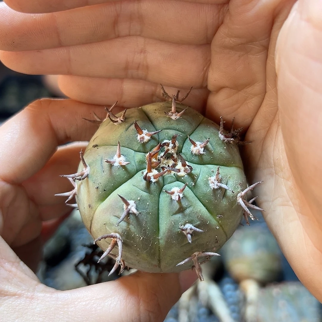 实生猫爪4.8公分