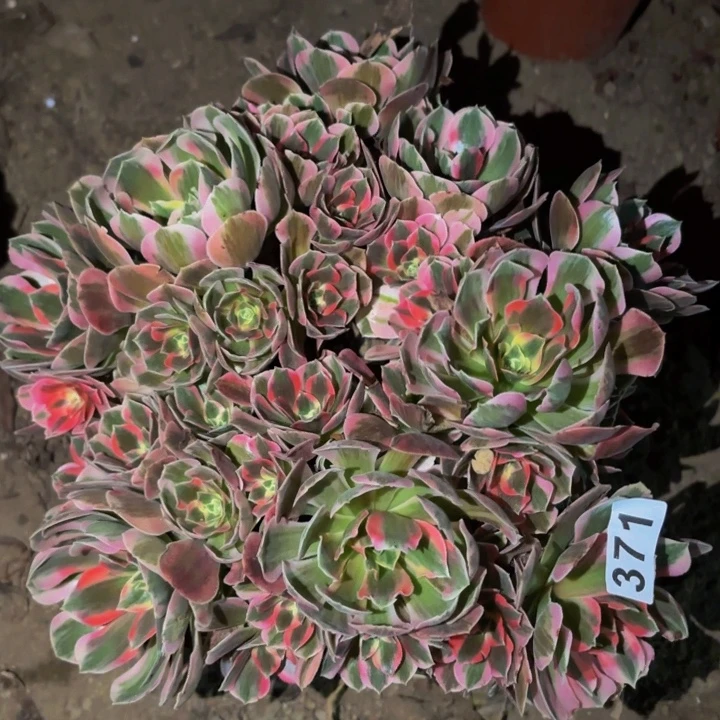 371青苹果多肉植物不售后