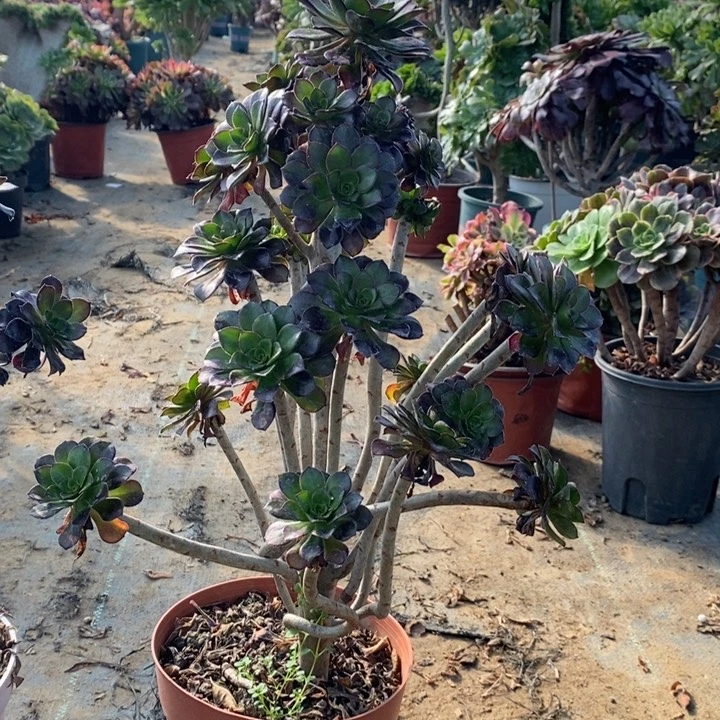 黑法多肉植物16。