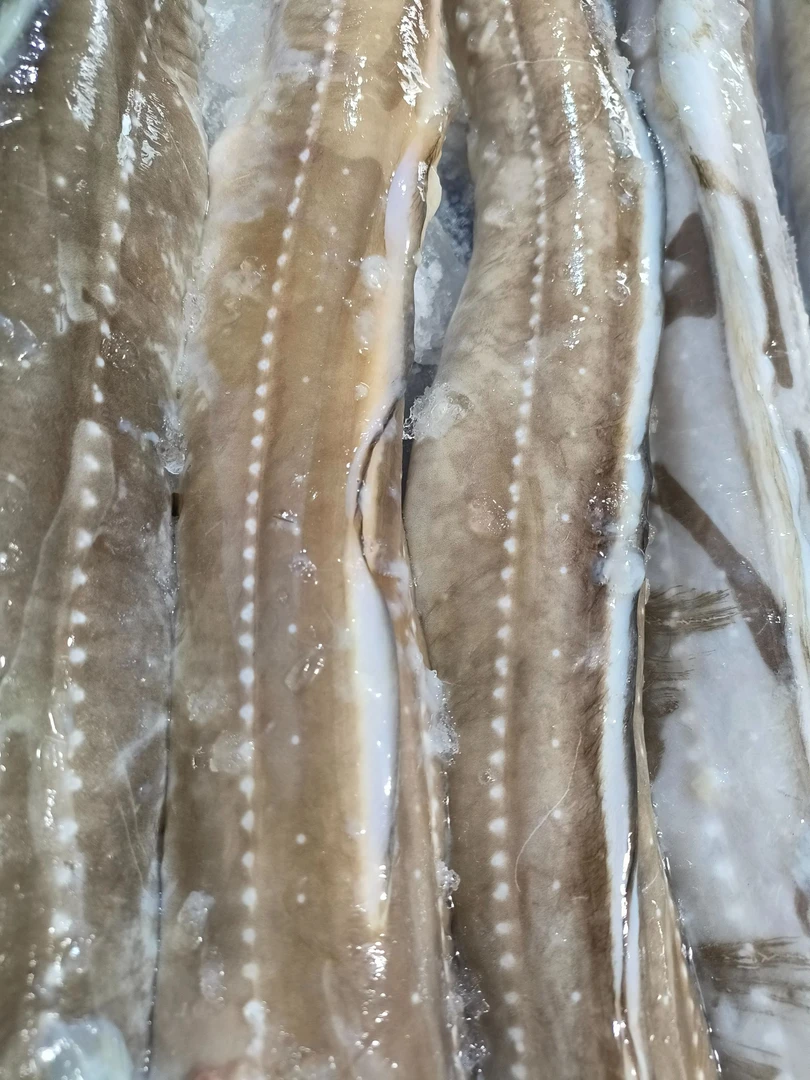 星鳗七星鳗中华星鳗鱼星康及鳗