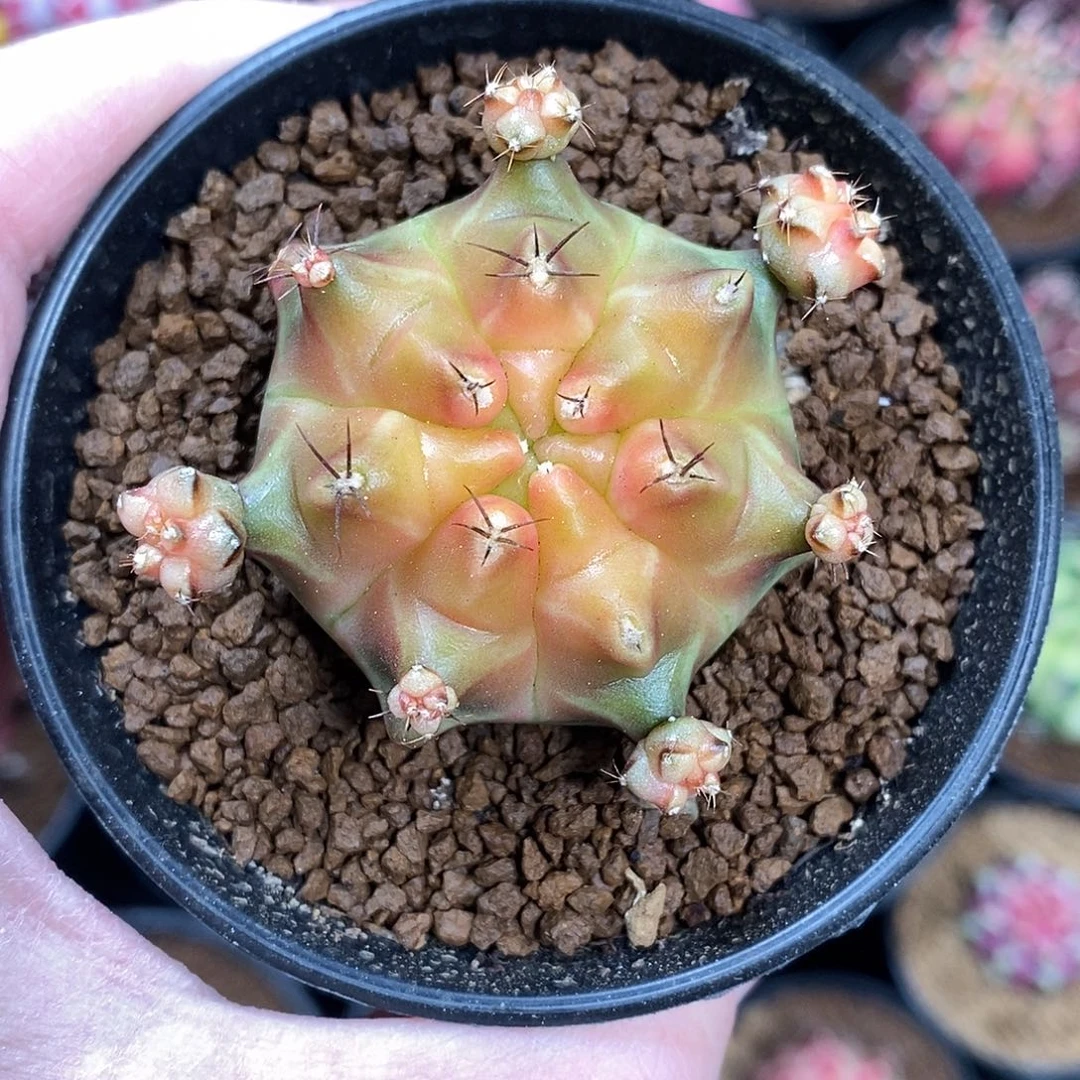 米哈仙人球皮色球侧芽002