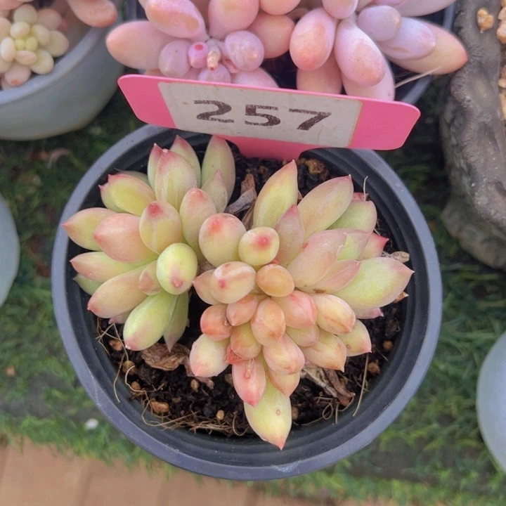 ，健健康康平平安安