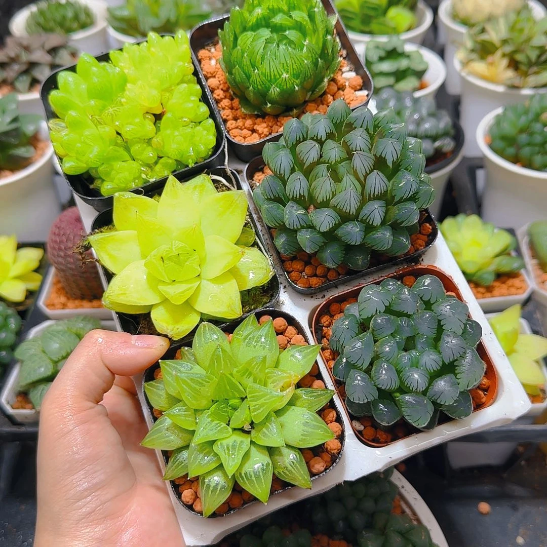 玉露六件套多肉，原盆