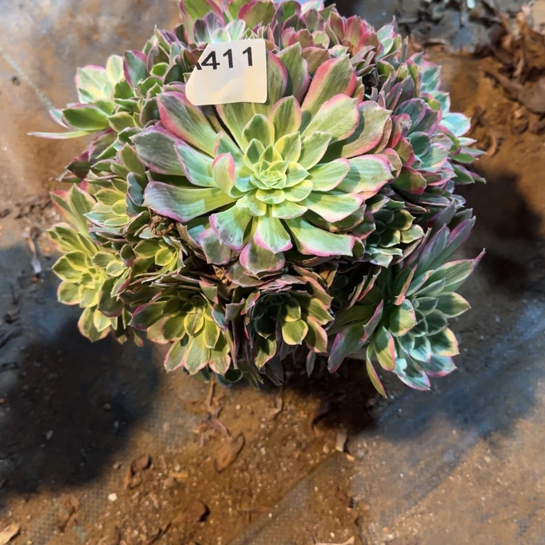 @****水蜜桃一物一拍411