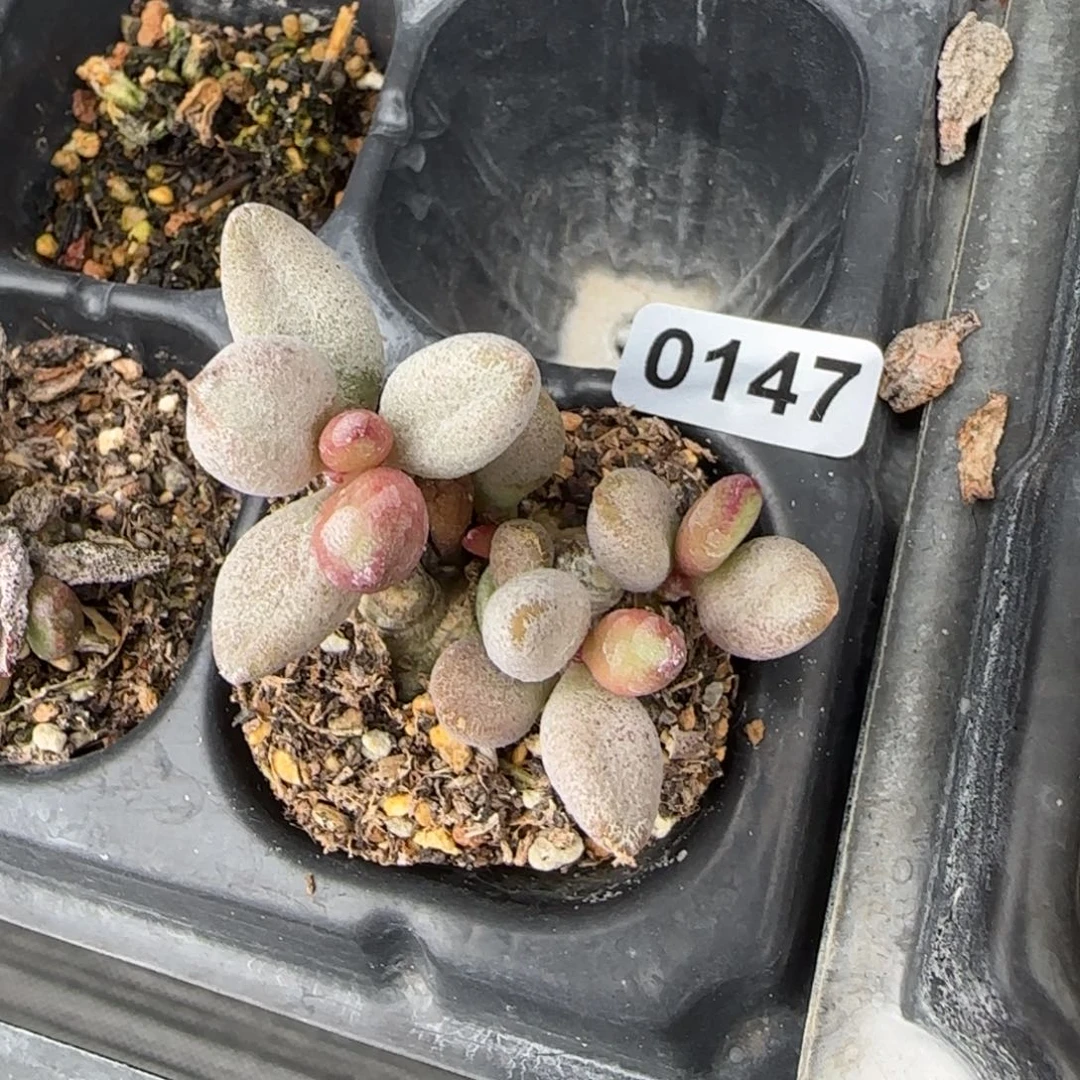 白糖豆水泡多肉植物