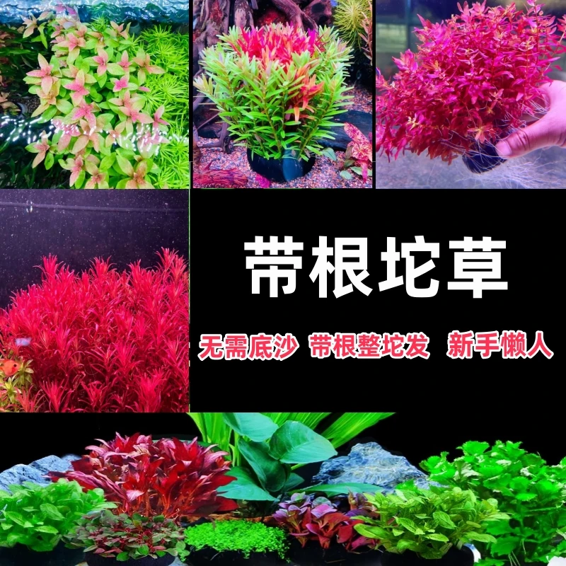 【新手懒人四季坨草】高品质水下叶阴性水草 鱼缸造景净化水质种植