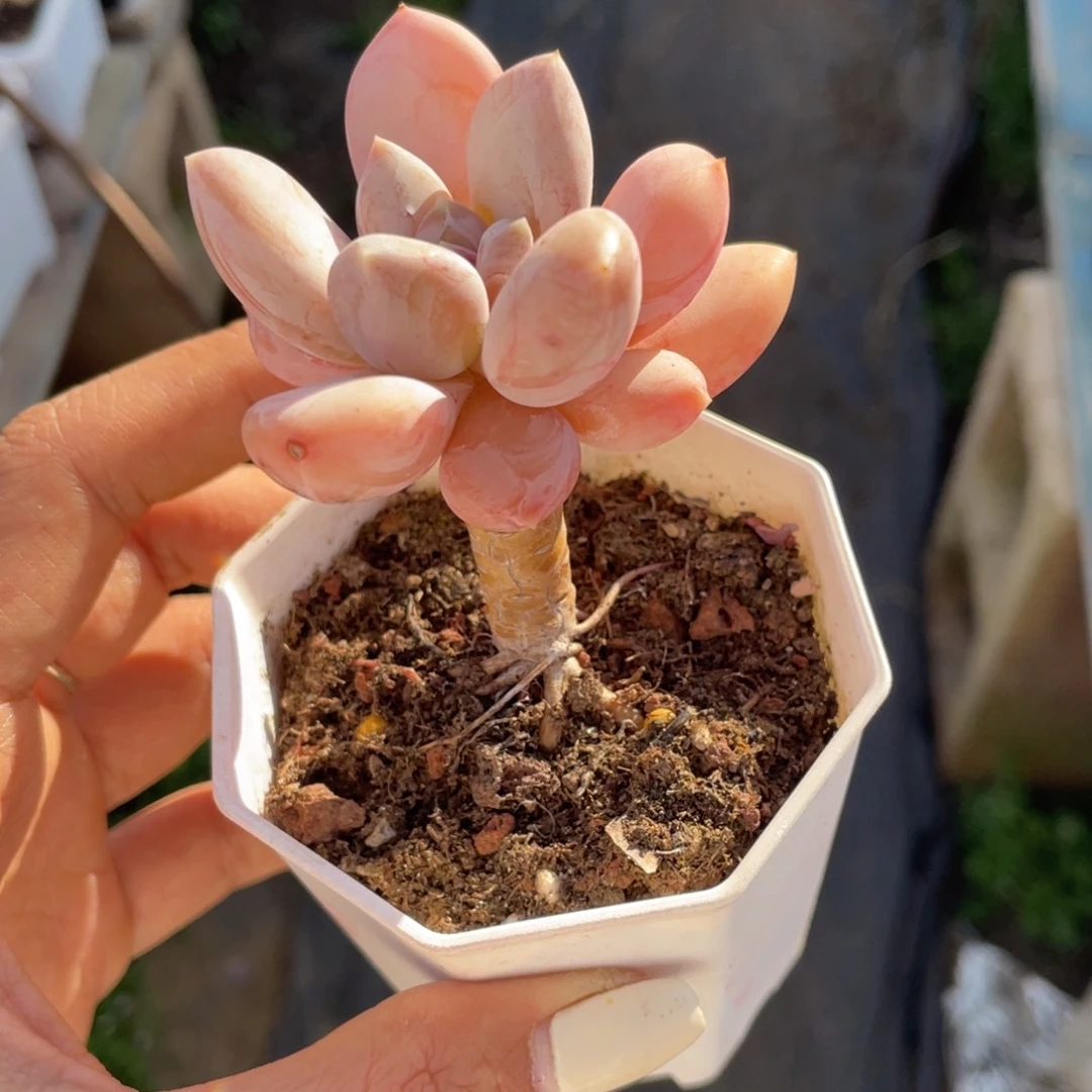 暖***W多肉植物盆栽多肉