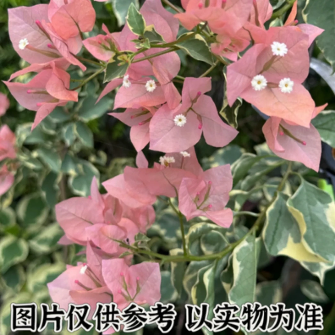 花叶马斯1 正宗三角梅基地直发阳台庭院可飘枝垂丝可爬藤带花发货