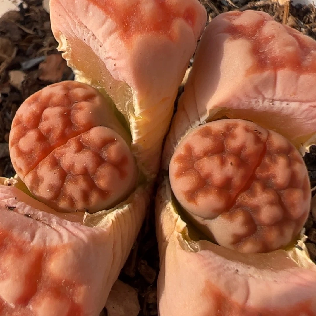 103多肉植物百科知识