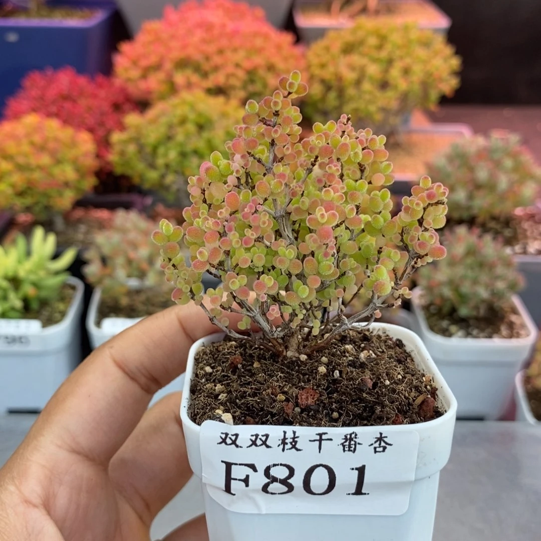 801蜜橘。