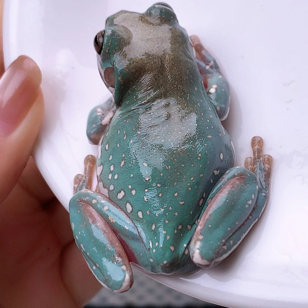 老爷树蛙5号自留割爱系列小亚成超美金头公。强烈推荐