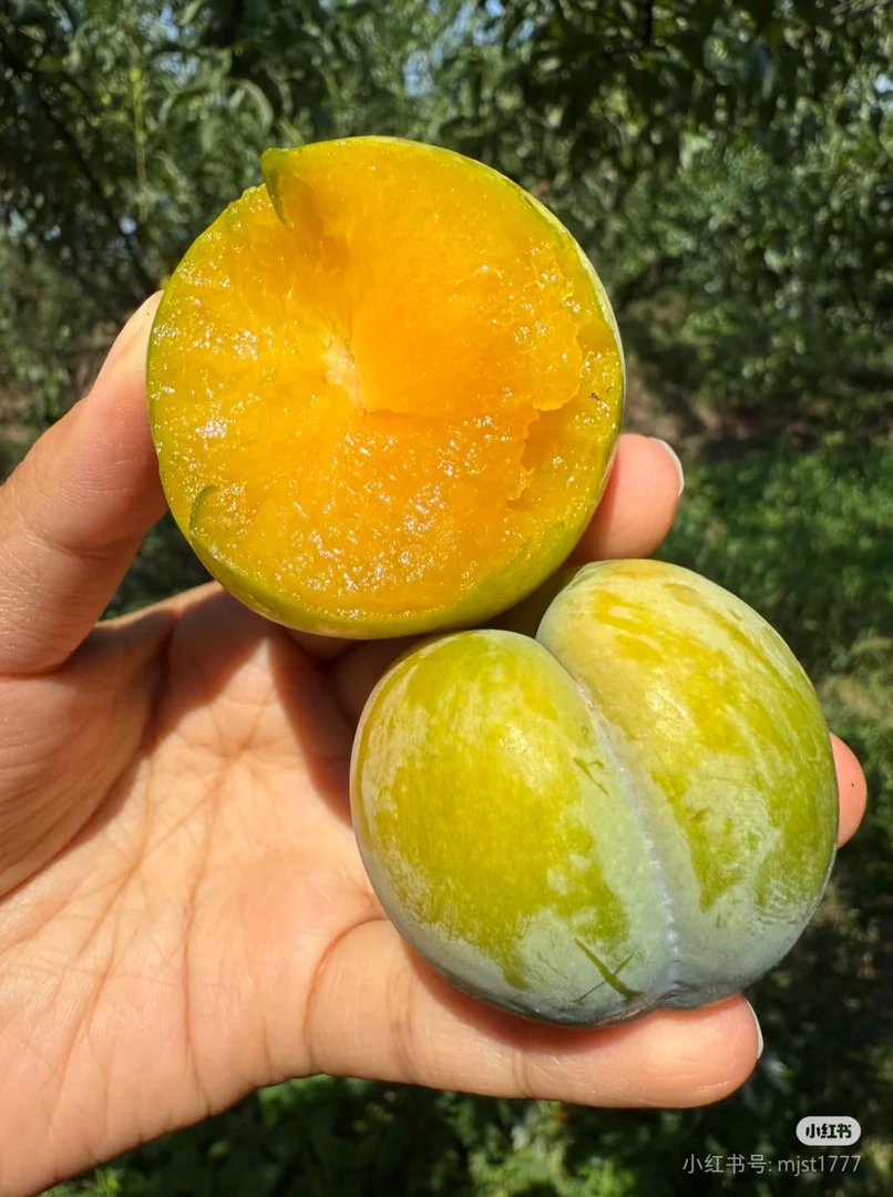 云阳县龙角镇乡村自种青脆李现摘现发