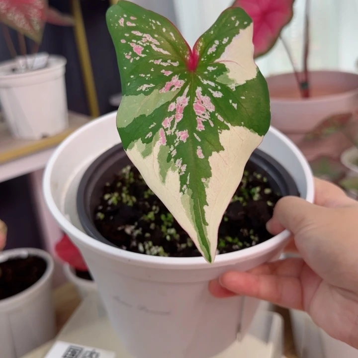 无花朵泰彩金粉蝴蝶D2232