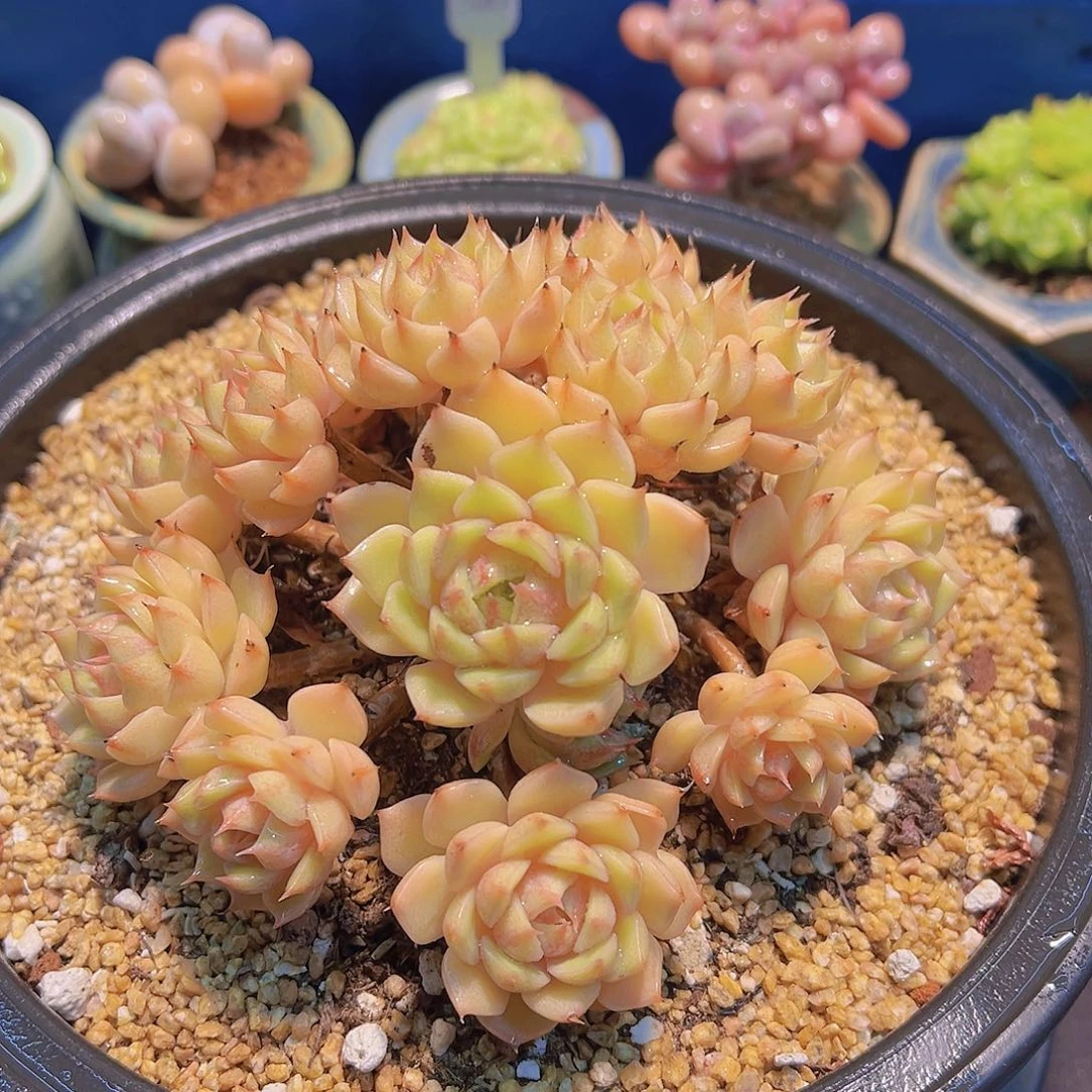 S****3小叶粉笨吧，多肉植物，