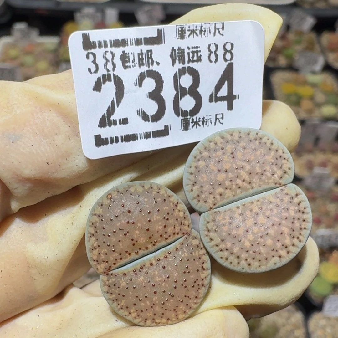 果***陈Ssss精品生石花2384