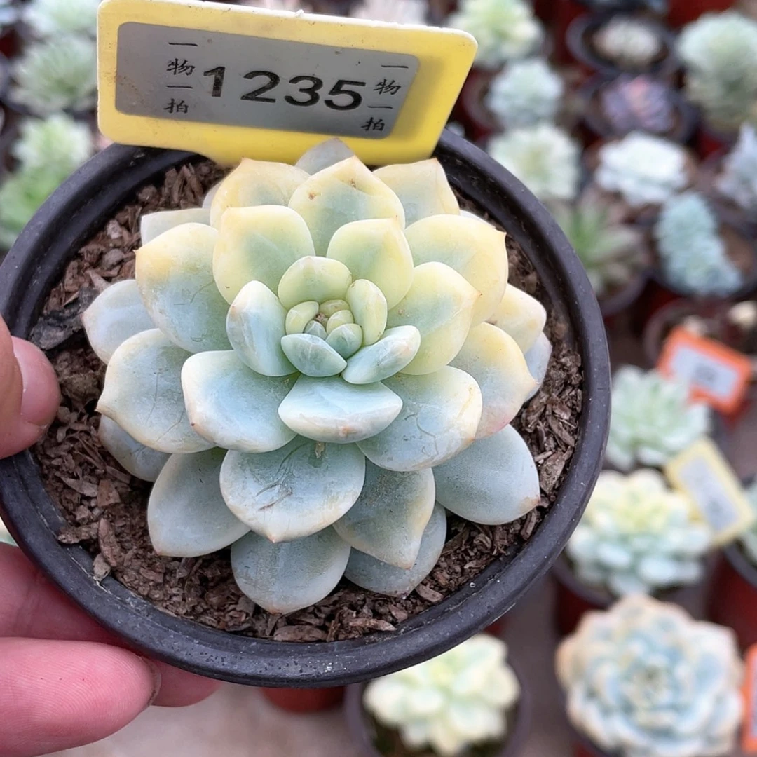 【闪购商品】无花朵白***?1235