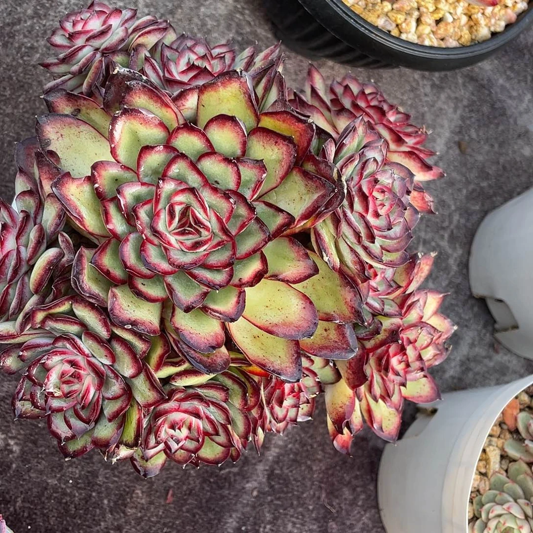 多肉植物一物一拍