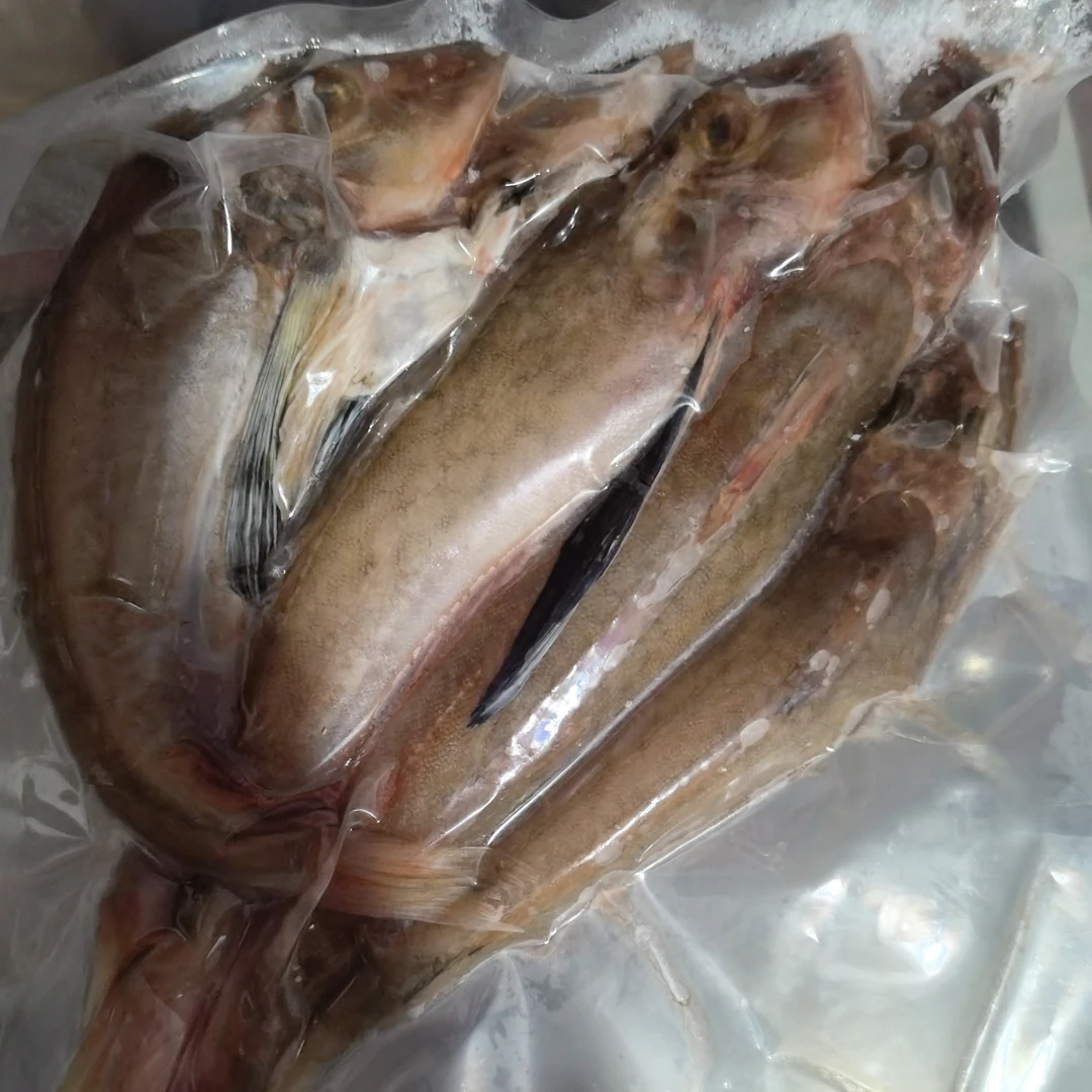 红娘子鱼一斤（5一6条一斤）