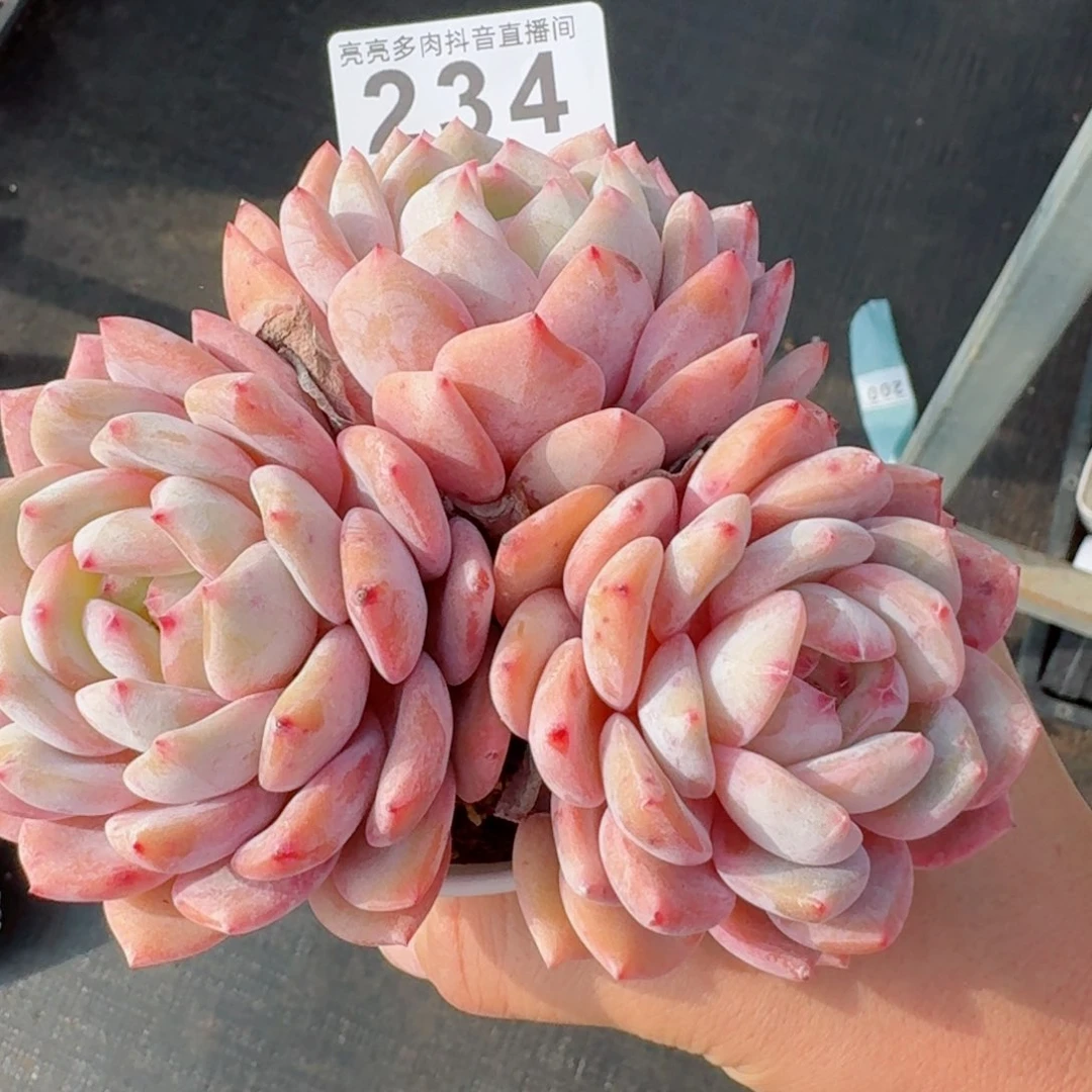 新年福利         精品多肉