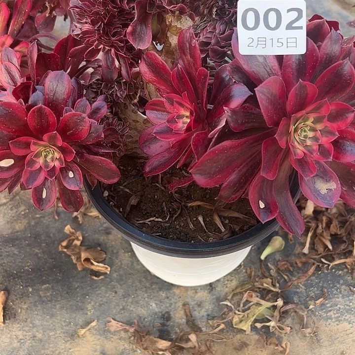 2.15-2美杜莎缀多肉