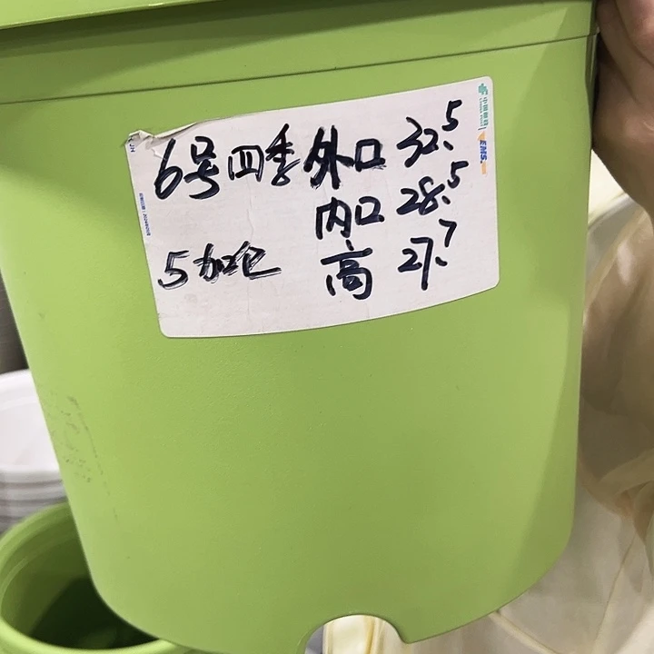 特价6号四季盆口32高28混色带托5只