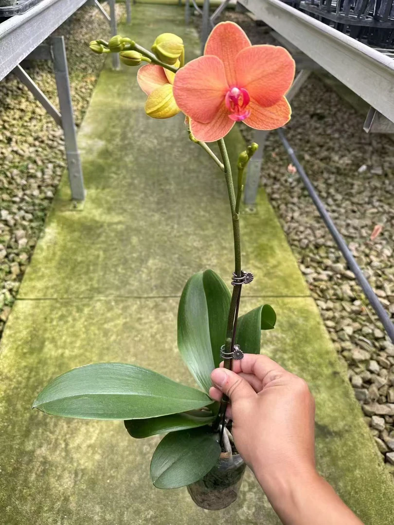 椪柑蝴蝶兰，单颗