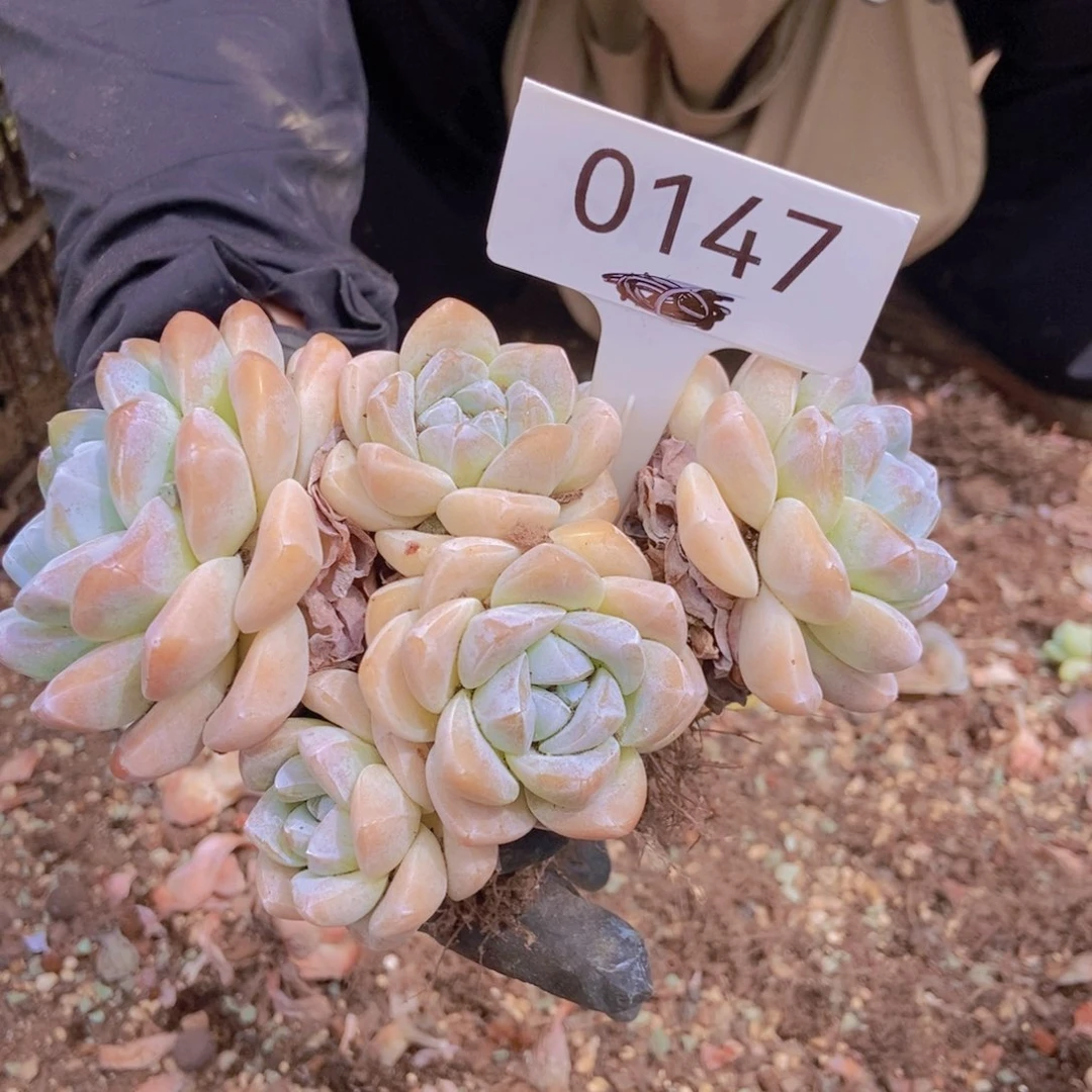 冰玉0147。
