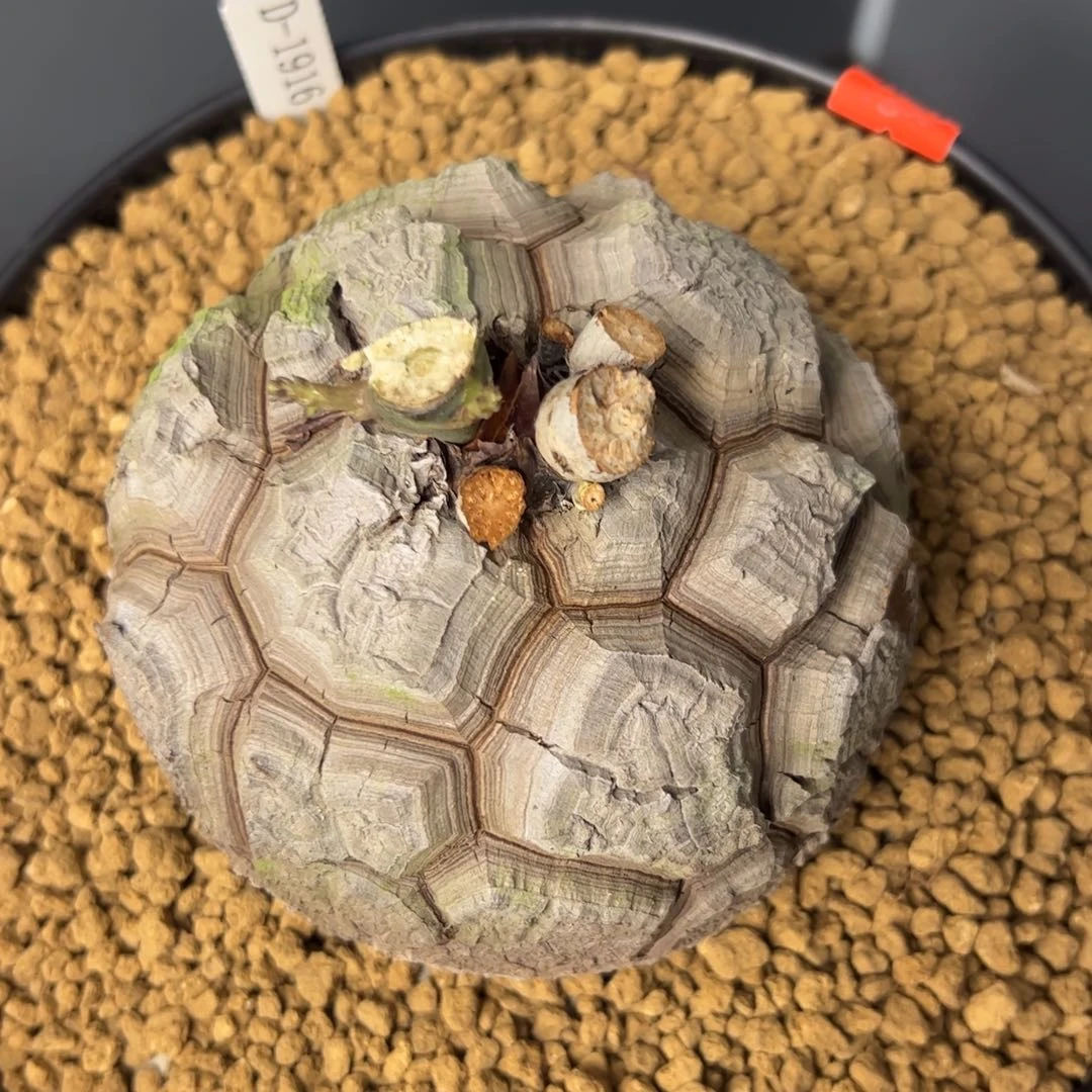 精品盆栽养定的龟甲龙1916号