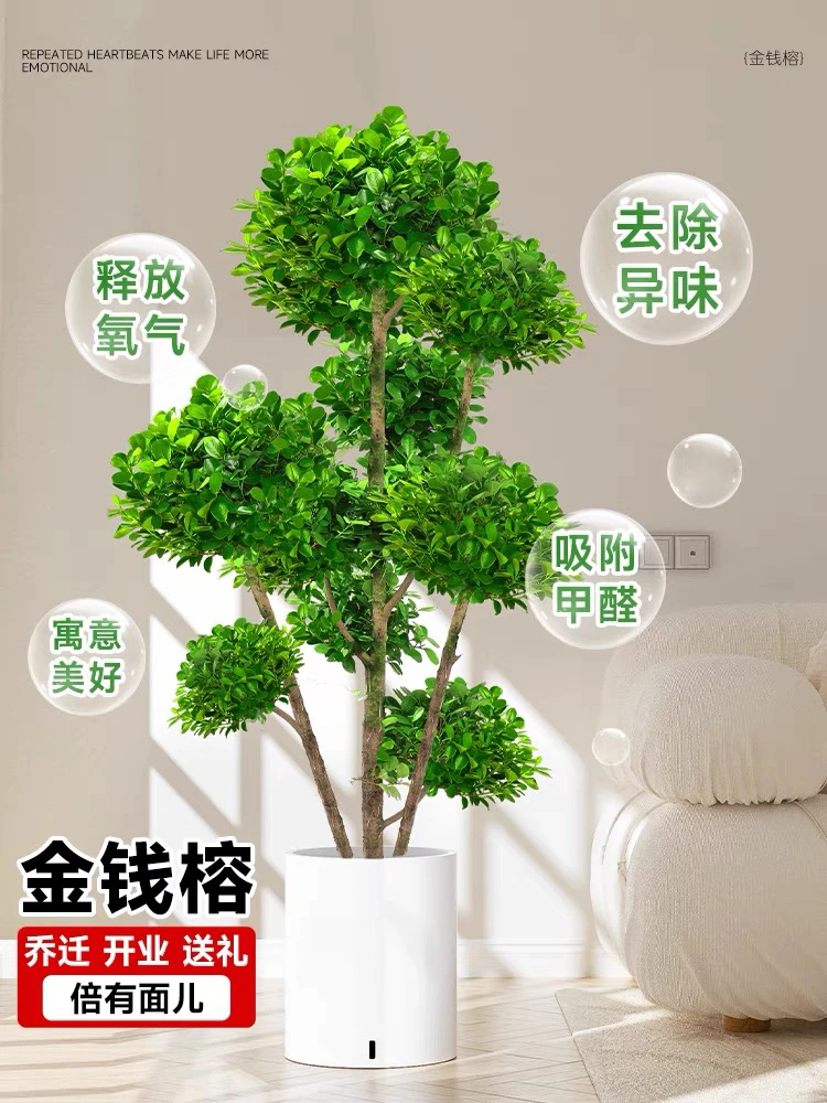 金钱榕摇钱树寓意美满送人大型绿植开业家装饰四季常绿