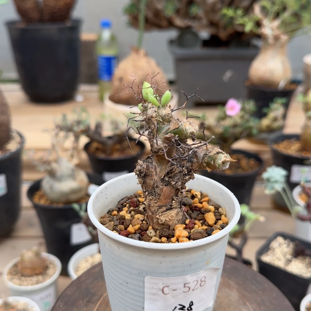 528万物想奇峰锦块根植物