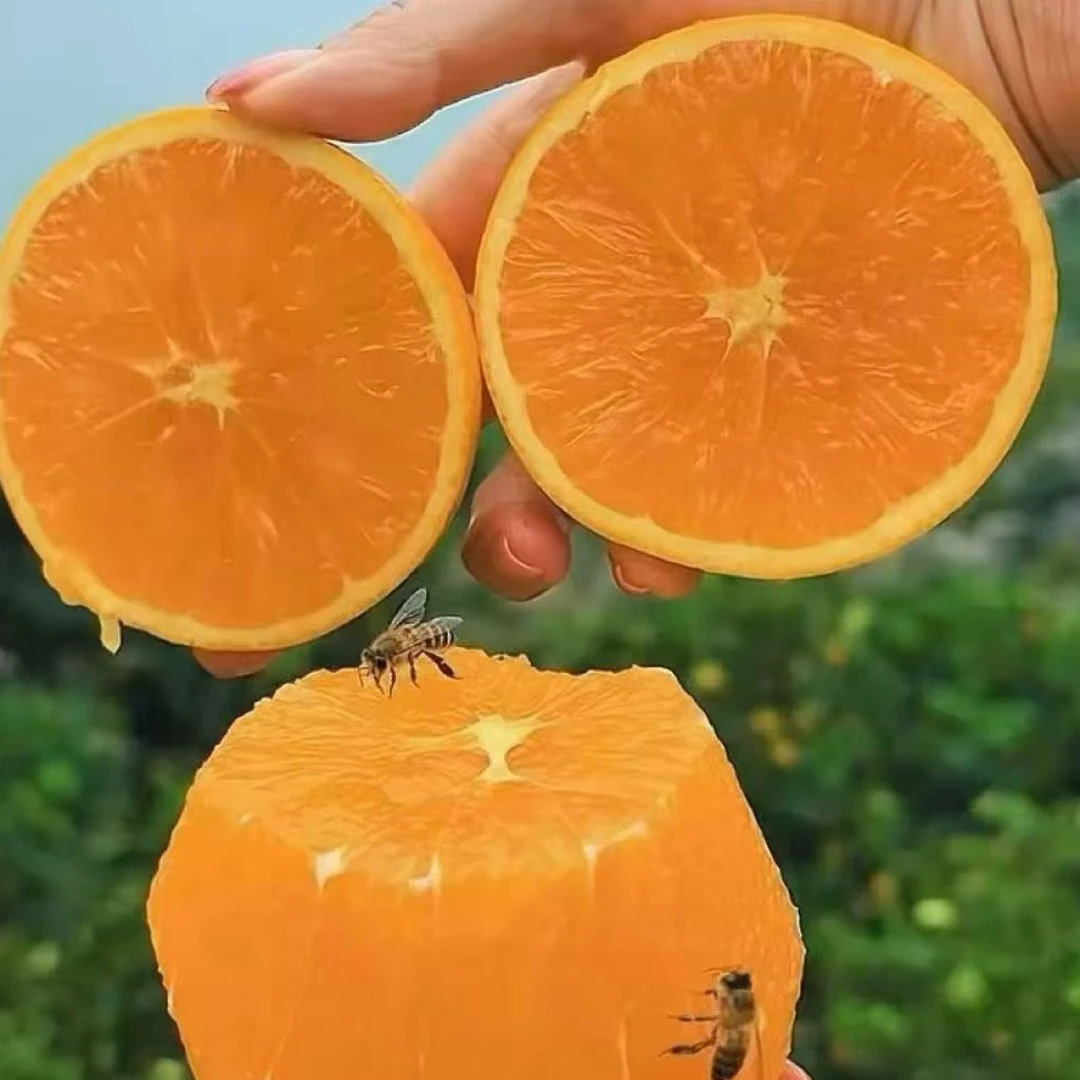 奉节脐橙新鲜采摘当季水果香甜爆汁现摘现发包邮