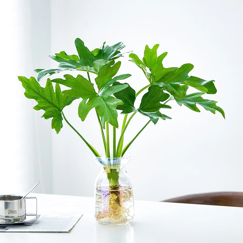 春羽水培植物盆栽室内客厅办公室桌面绿植四季好养净化空气吸甲醛