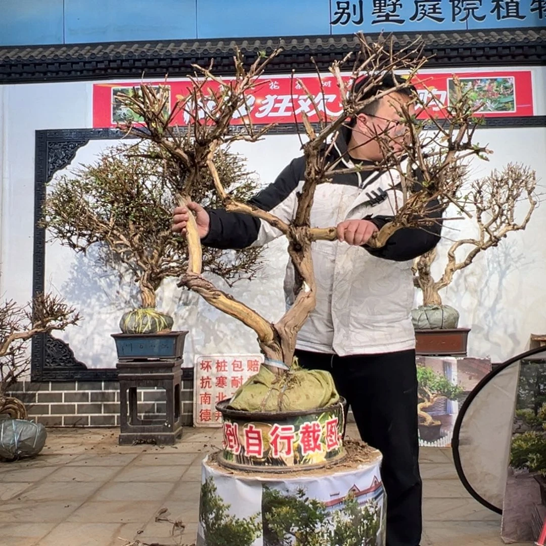 无花朵金银花88888888885555588