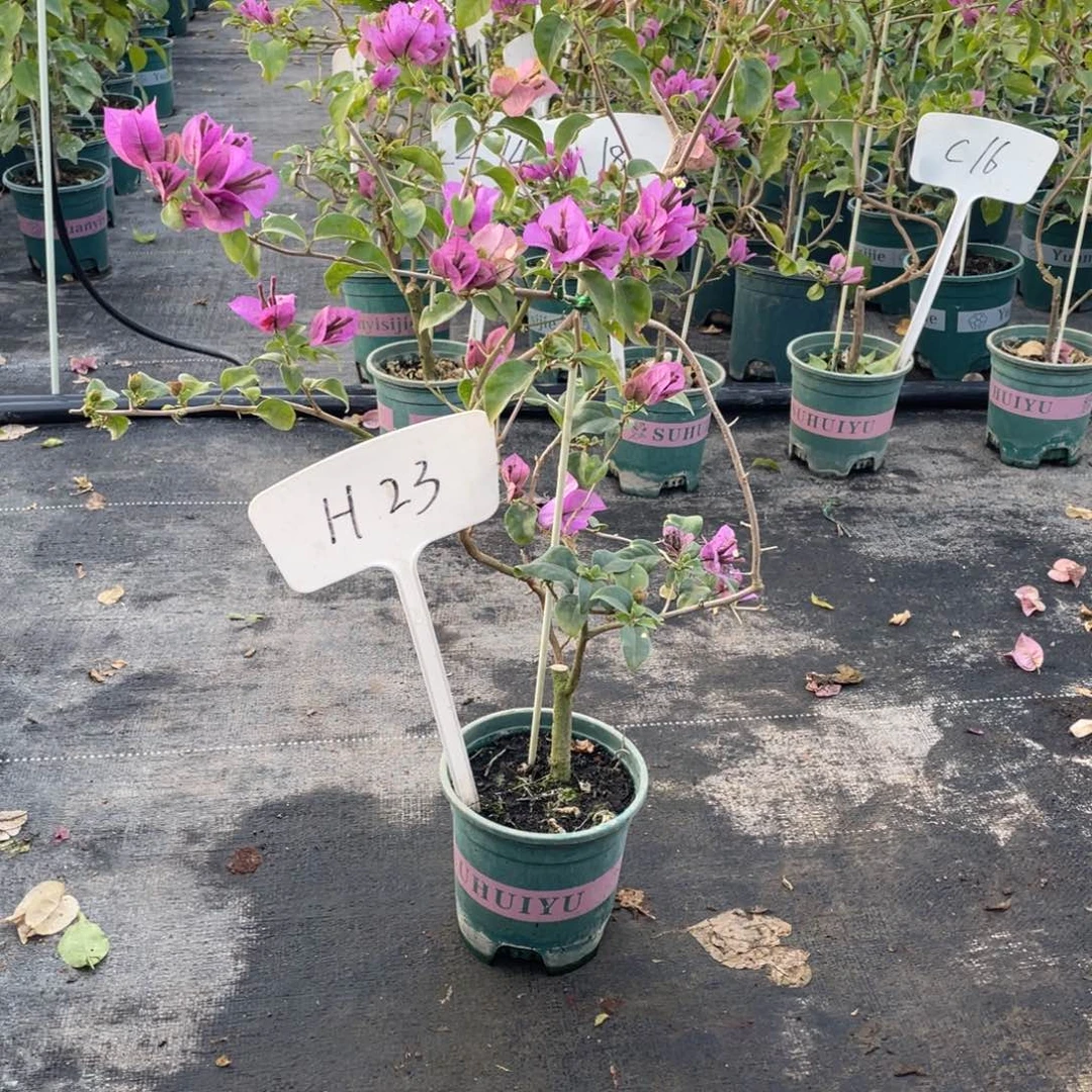 水***鞋全部花朵巴西紫H23