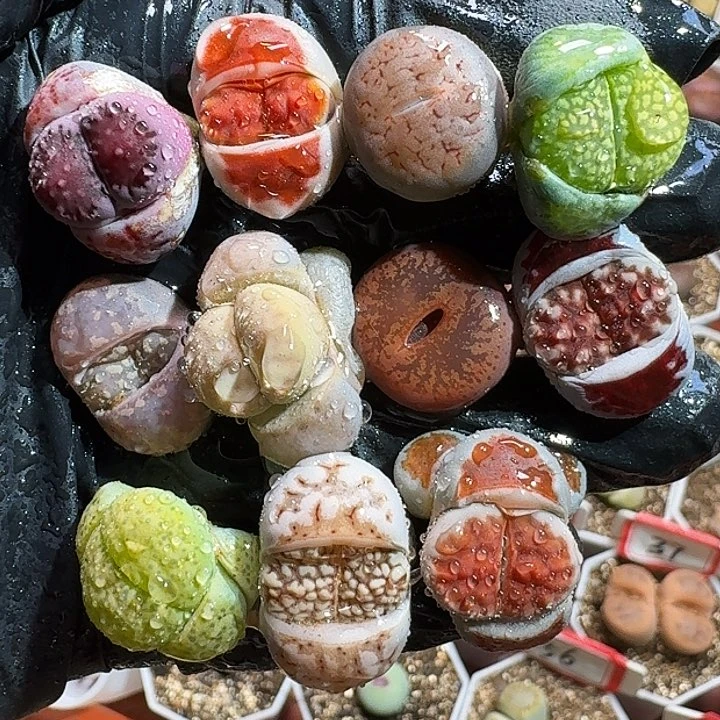 生石花11111111。  196