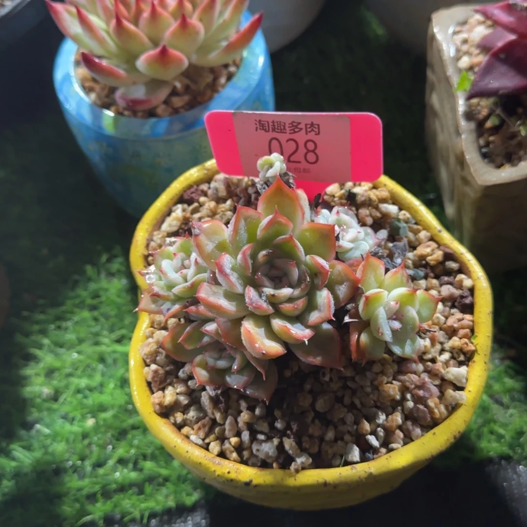 墨***玖多肉植物猎户座老庄无