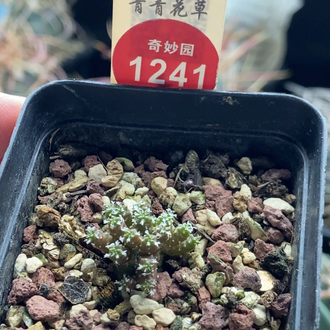 实生精巧殿刺缀群一颗