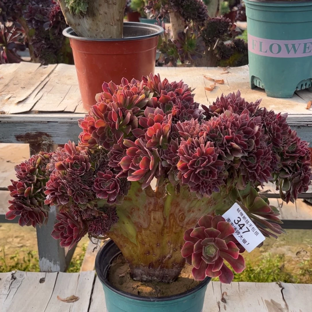 347女神缀化多肉植物