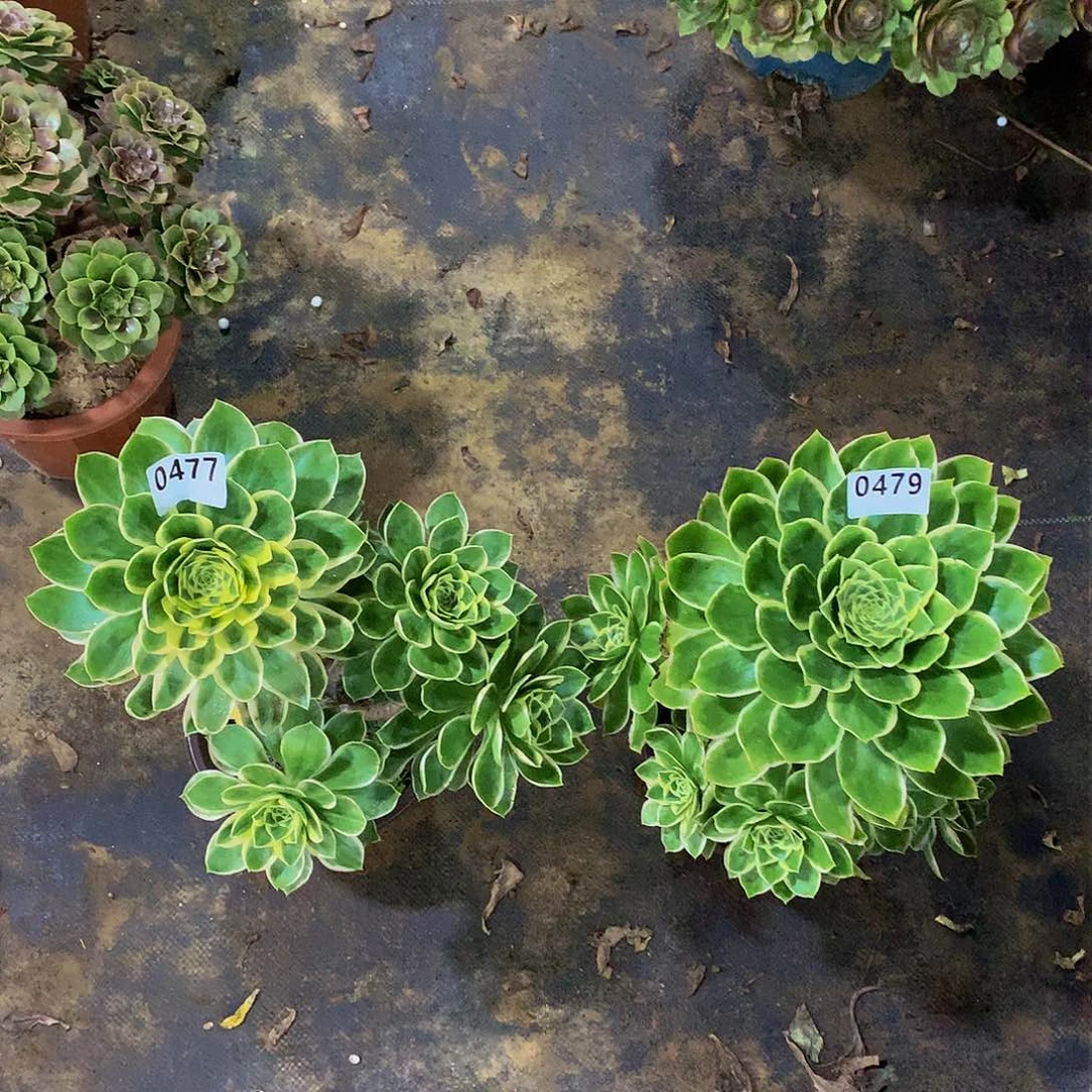 耳*小477.479花88888888888