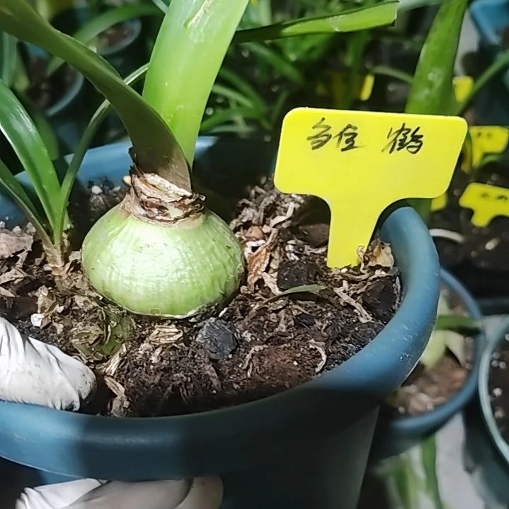 雏鹤主球  5+带7侧