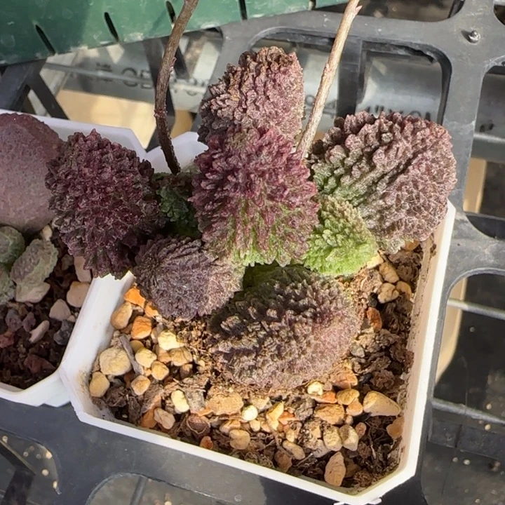朱紫玉水泡多肉植物