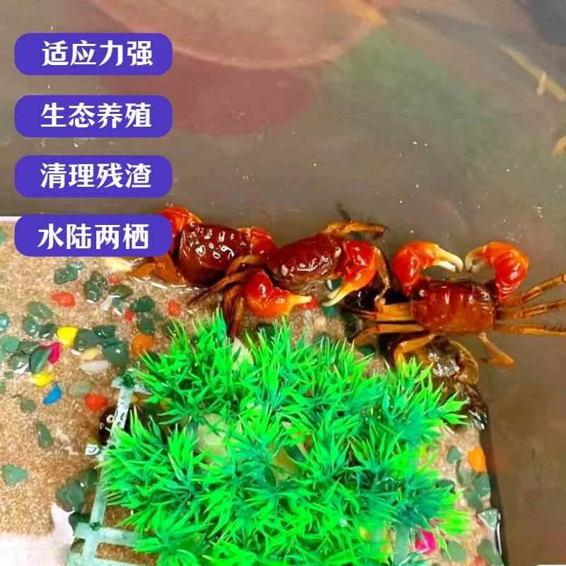 观赏鱼斑马鱼相手蟹观赏螃蟹蟹观赏蟹活体