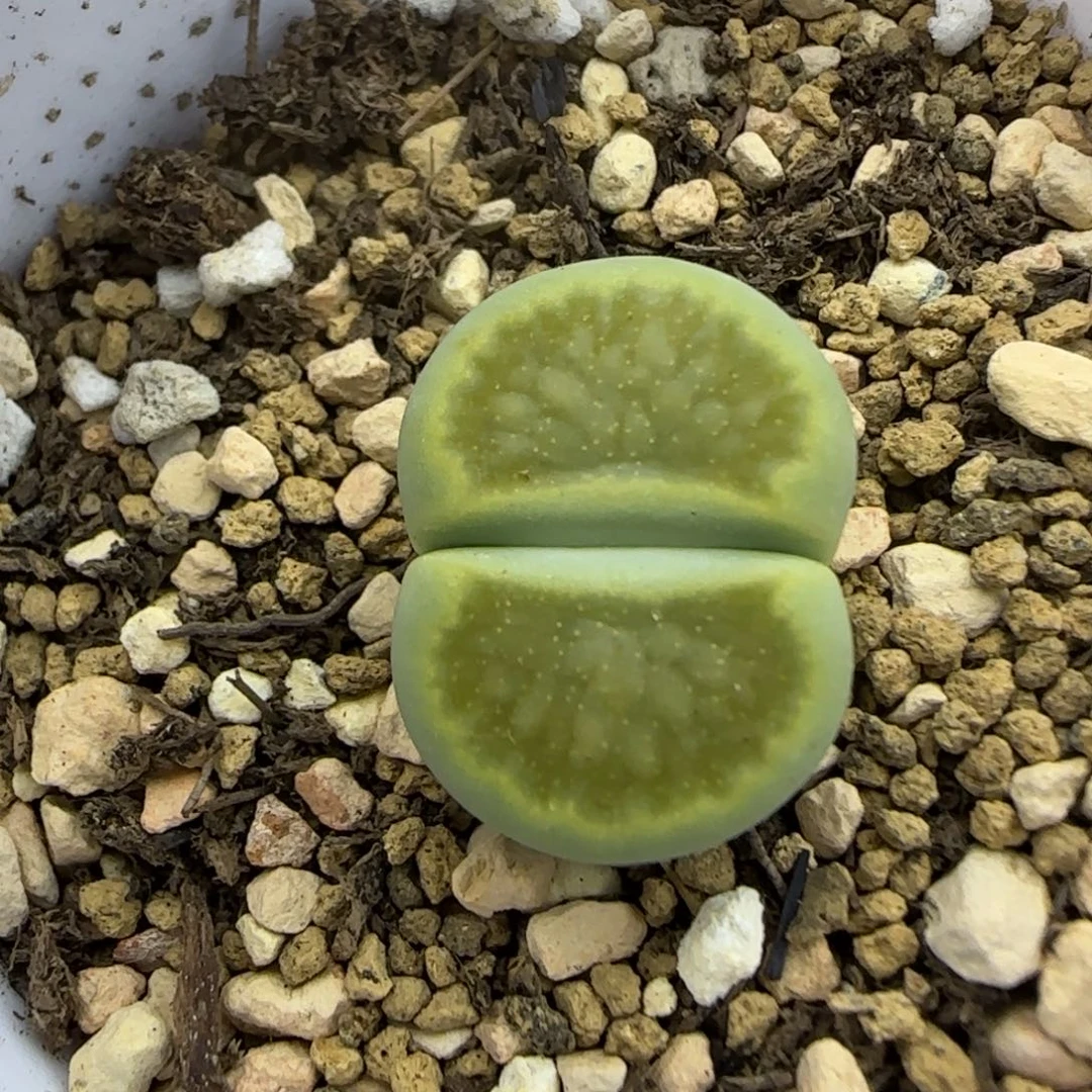 绿菊福利生石花大棚直播