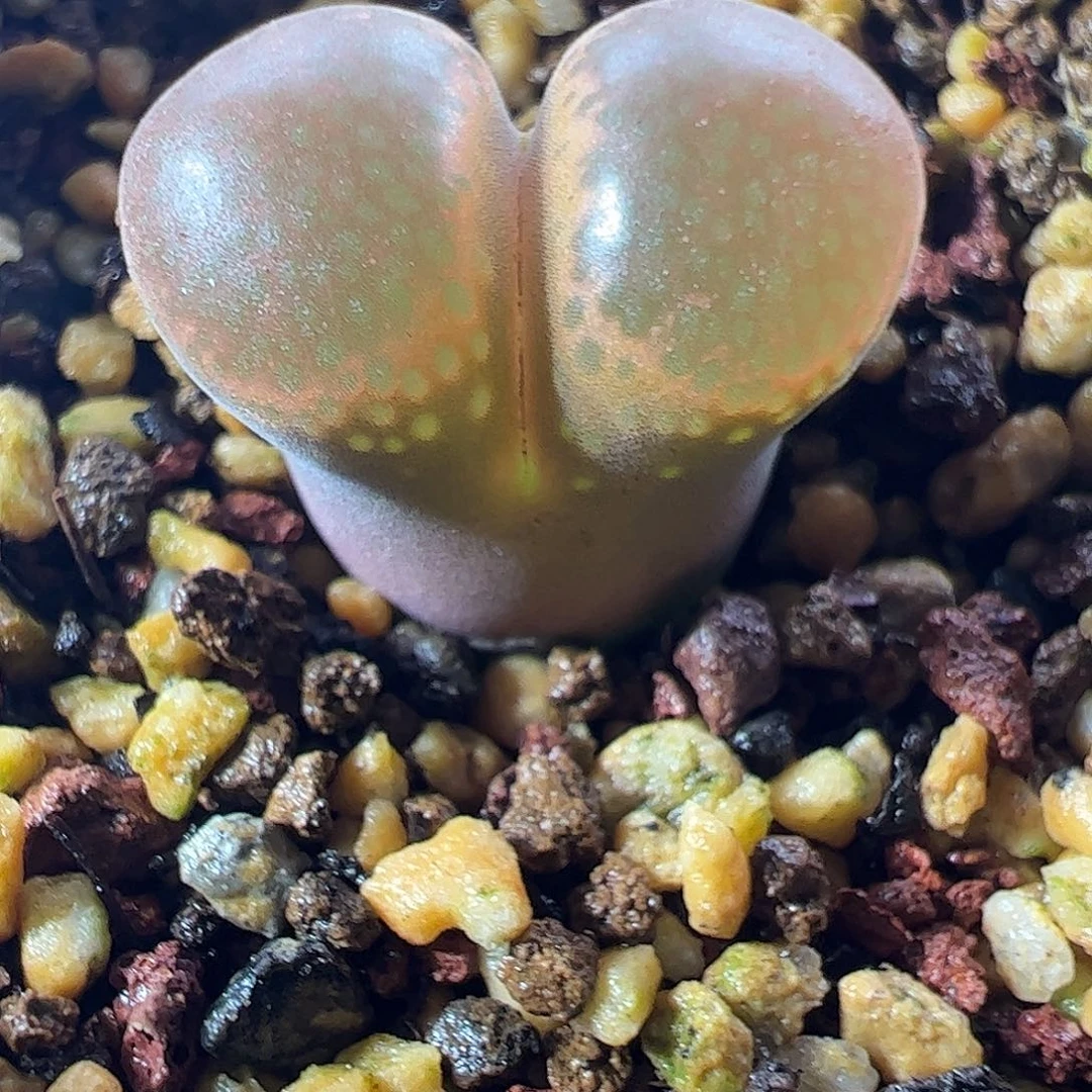 一物一拍脱土发。 PNSP.   100