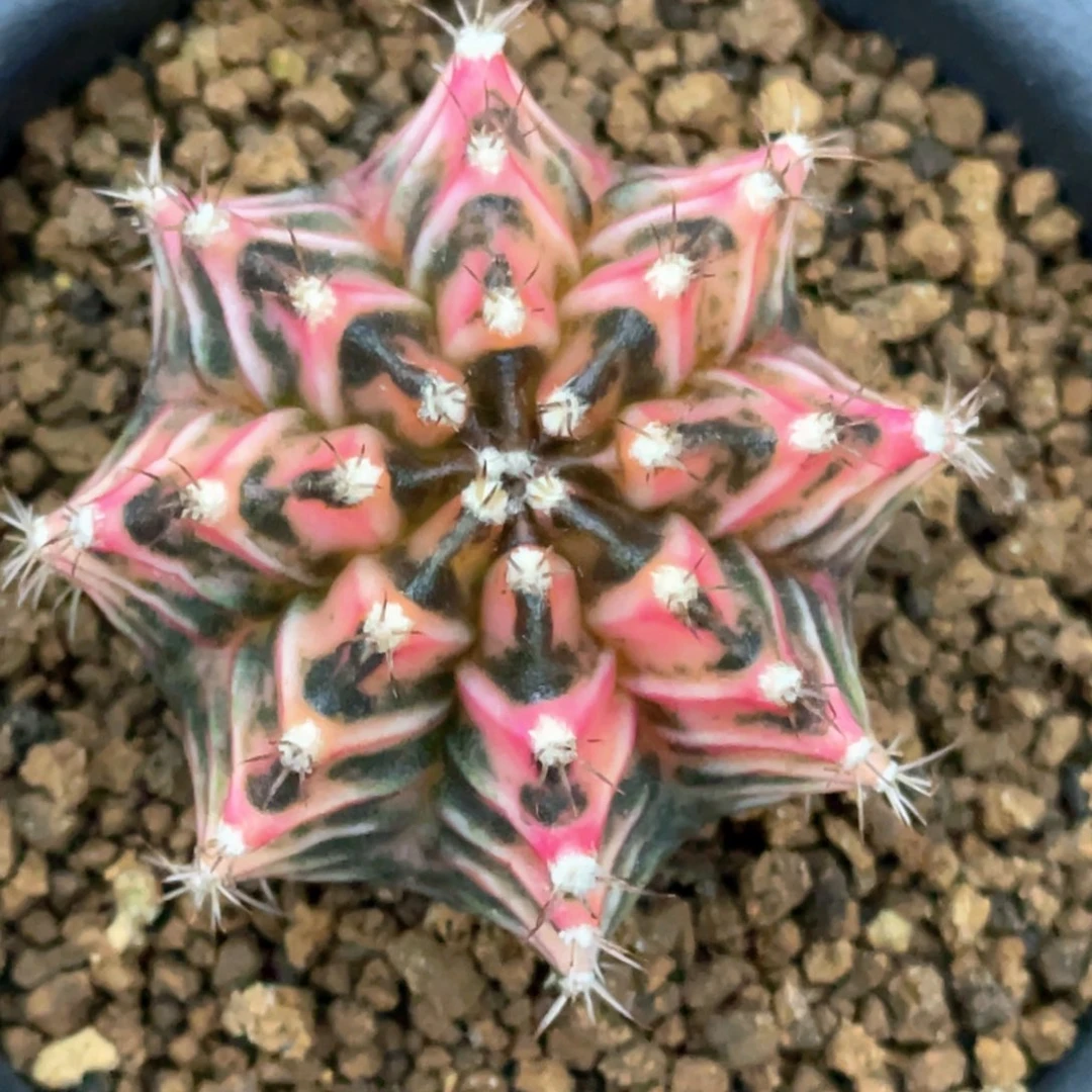 当前无花朵，栽培后可花朵粉虎斑规律棱背锦