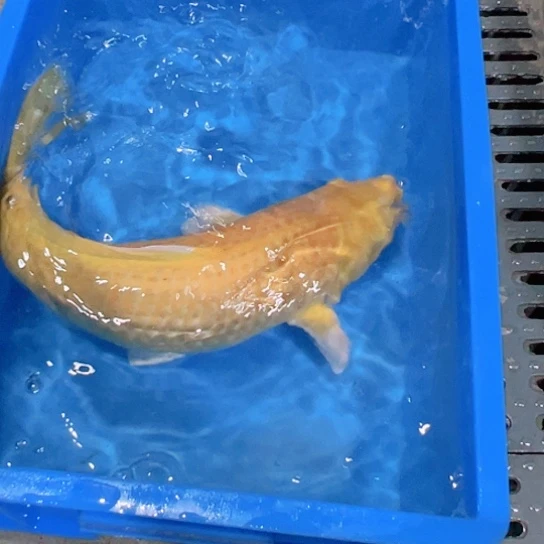 赤木芒果芥子鲤淡水鱼