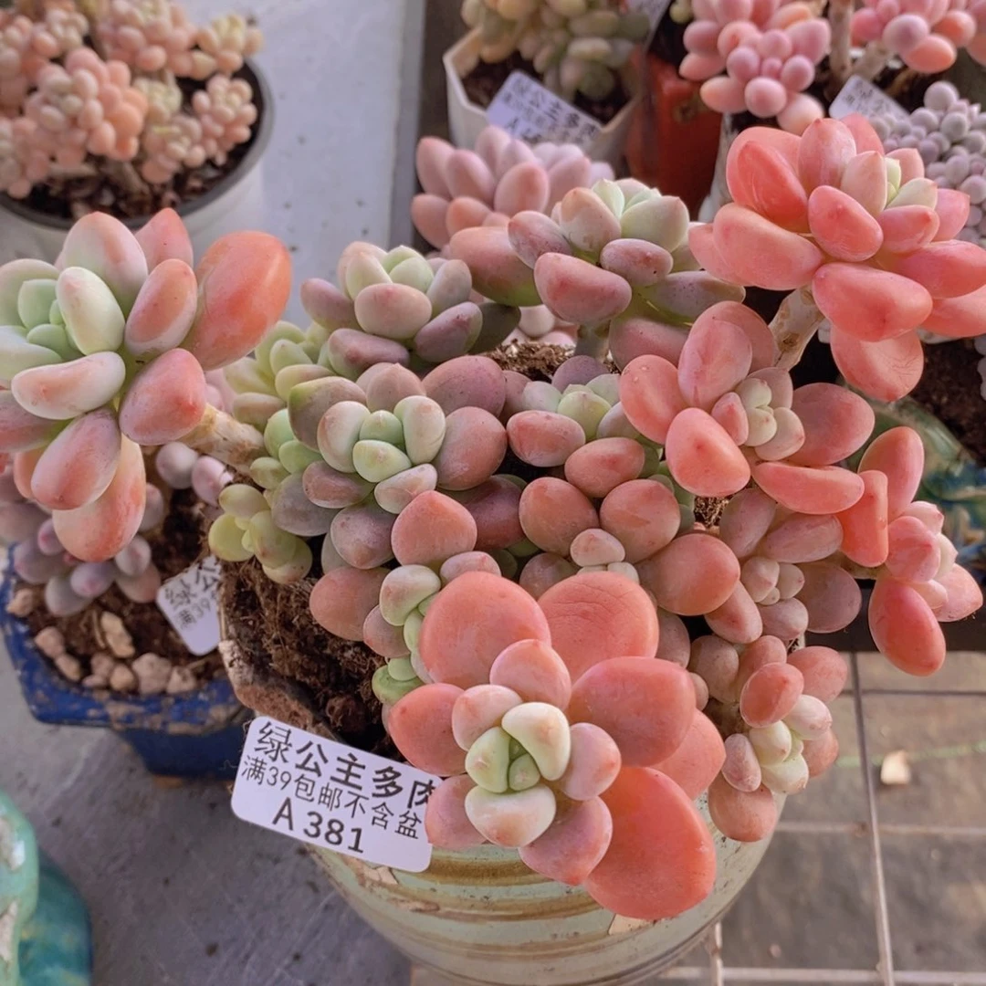樱花洛神老桩17cm381多肉植物